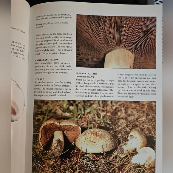 Mushroom Guide and Identifier Book - Picture 7 of 8